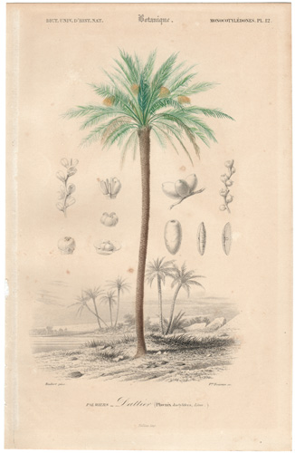 Date Palm